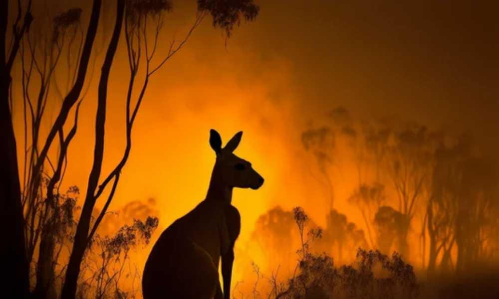 Silhouette of kangaroo against bushes on fire