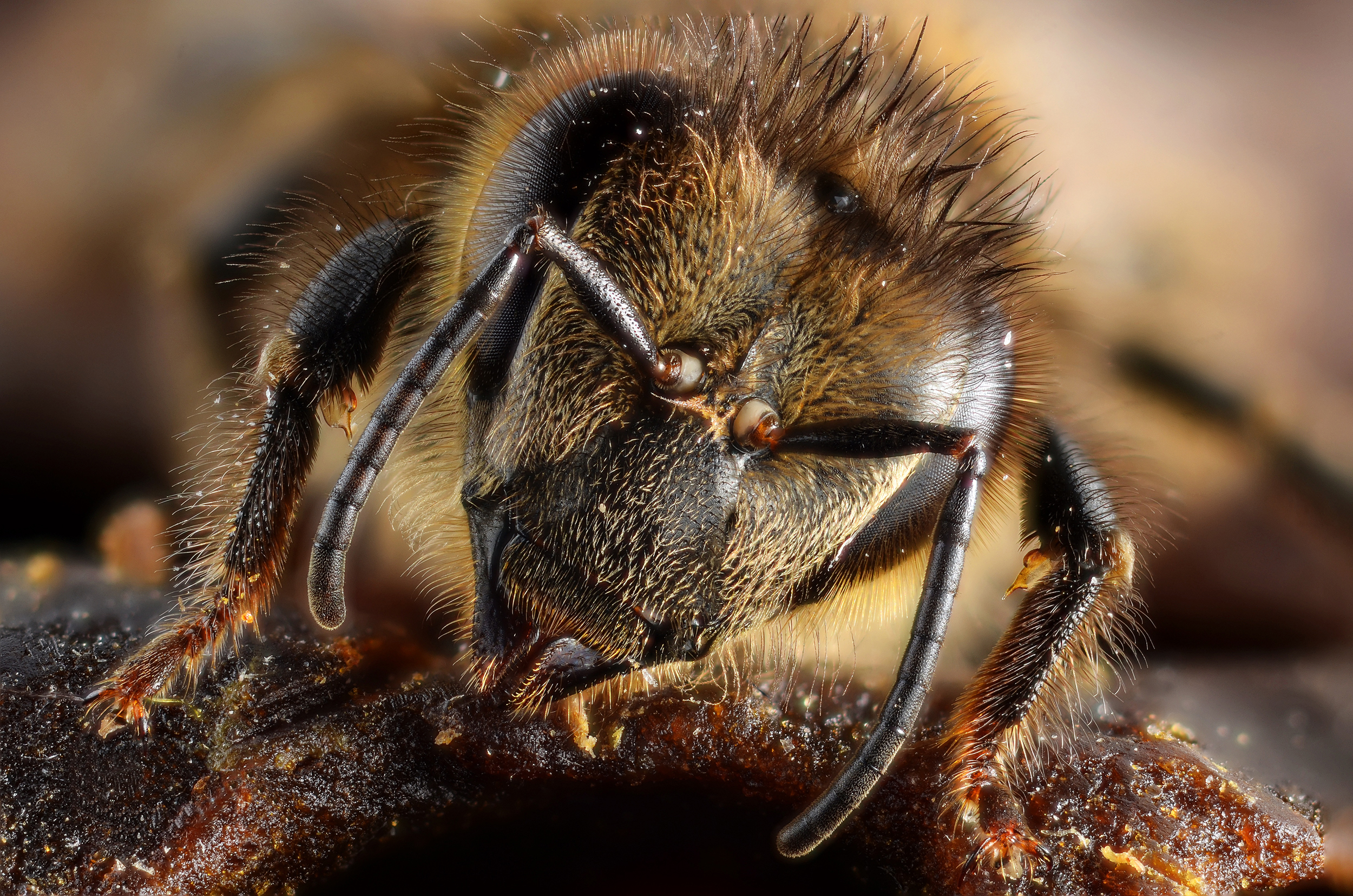 Honey bee (Apis melifera) portrait