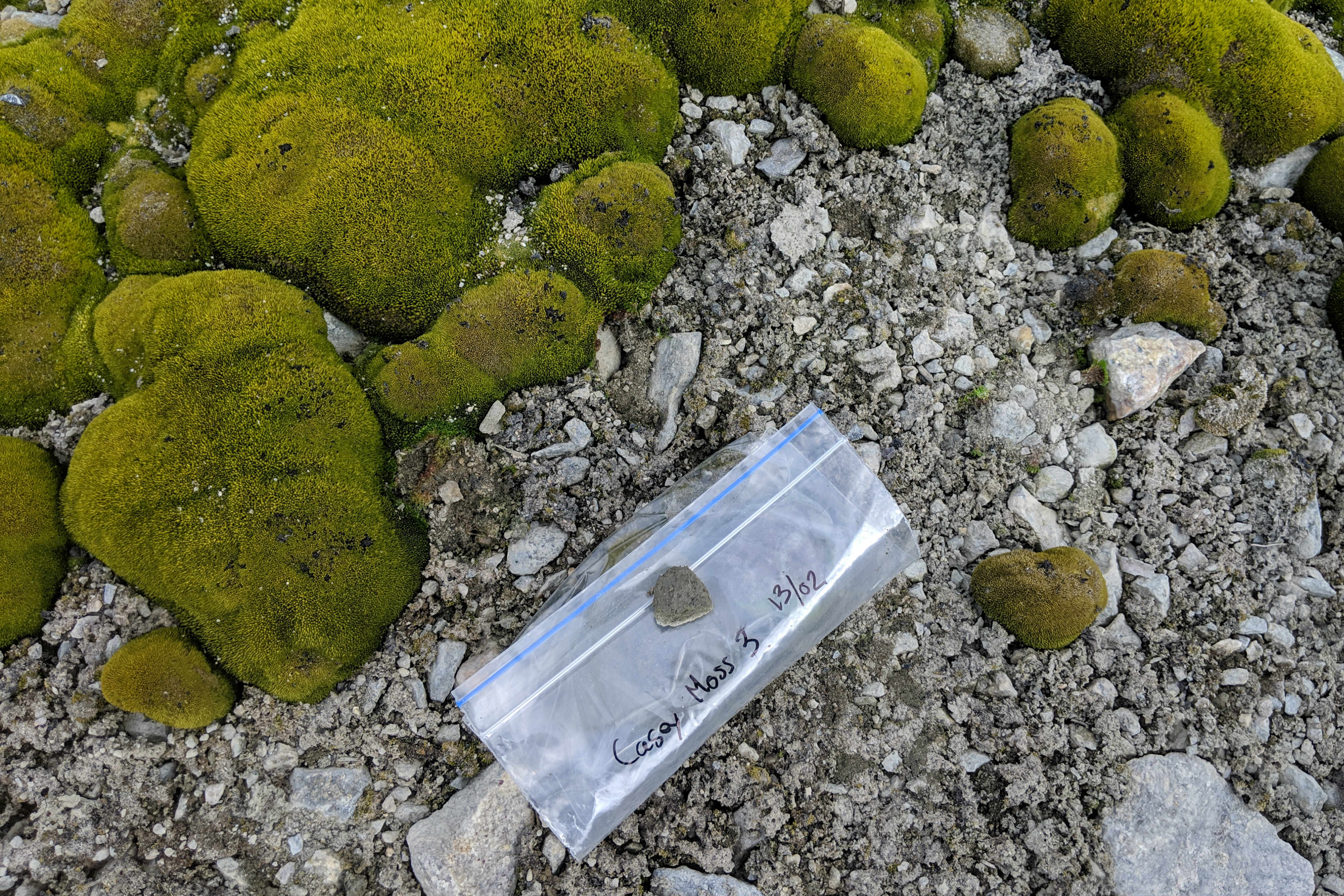 Photo of moss and a soil sample in a ziplock bag