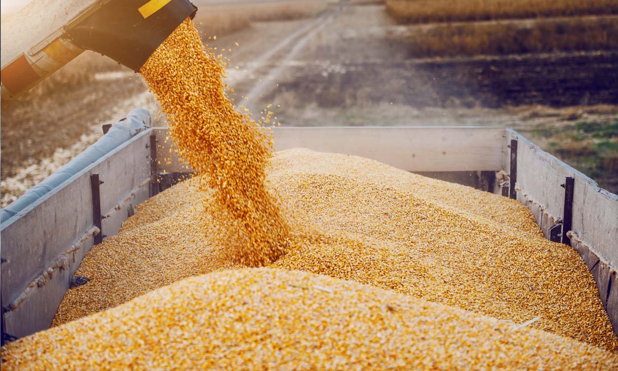 Machines harvesting corn at a farm.