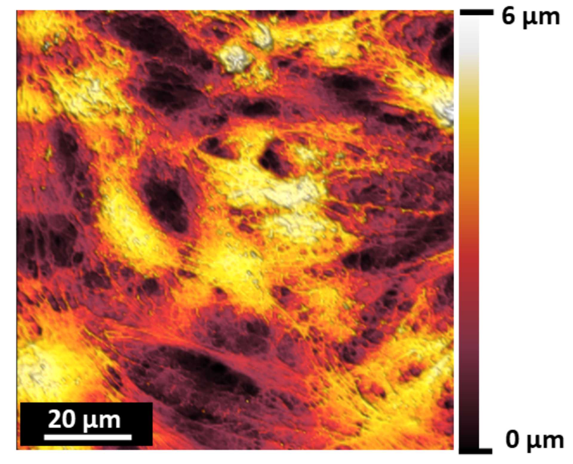 AFM image of HaCat cells showing cellular structure