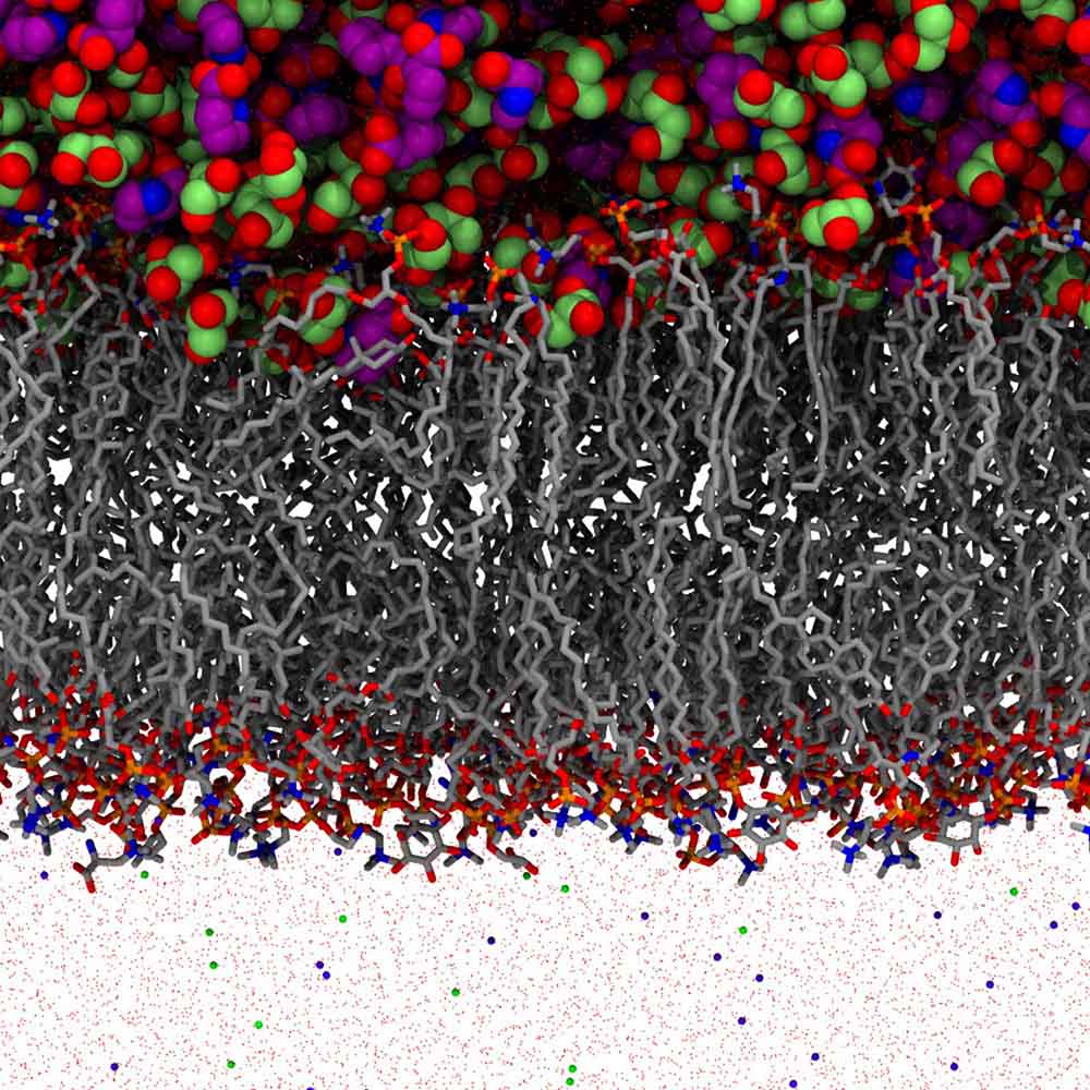 Simulation box of a lipid bilayer interacting with solvent molecules.