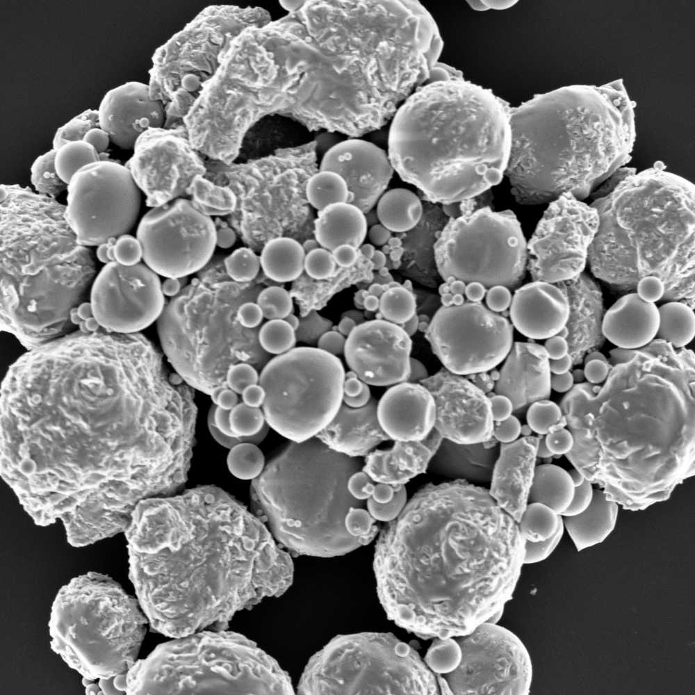 cells under microscope