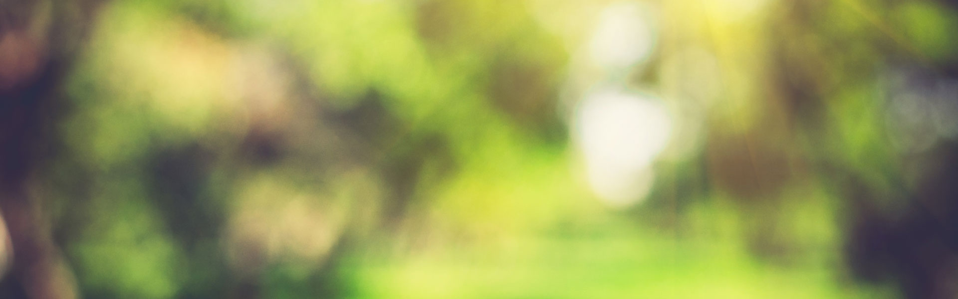 abstract-green-trees-banner.jpg