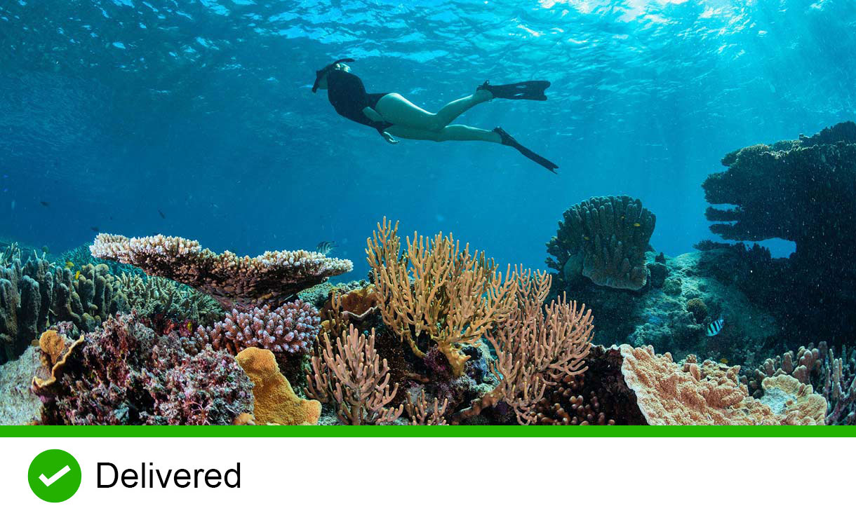 Snorkeller above coral reef