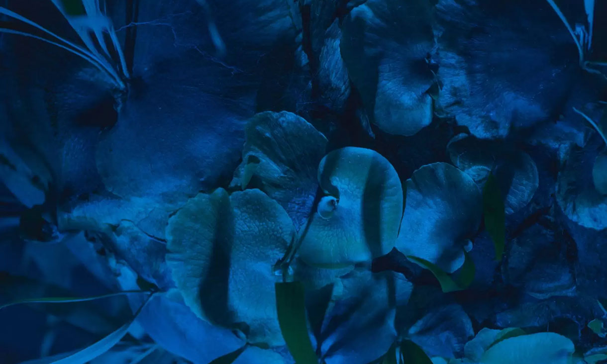 Keelan O'Hehir, HYDRANGEA (Holly Childs and J. G. Biberkopf).
