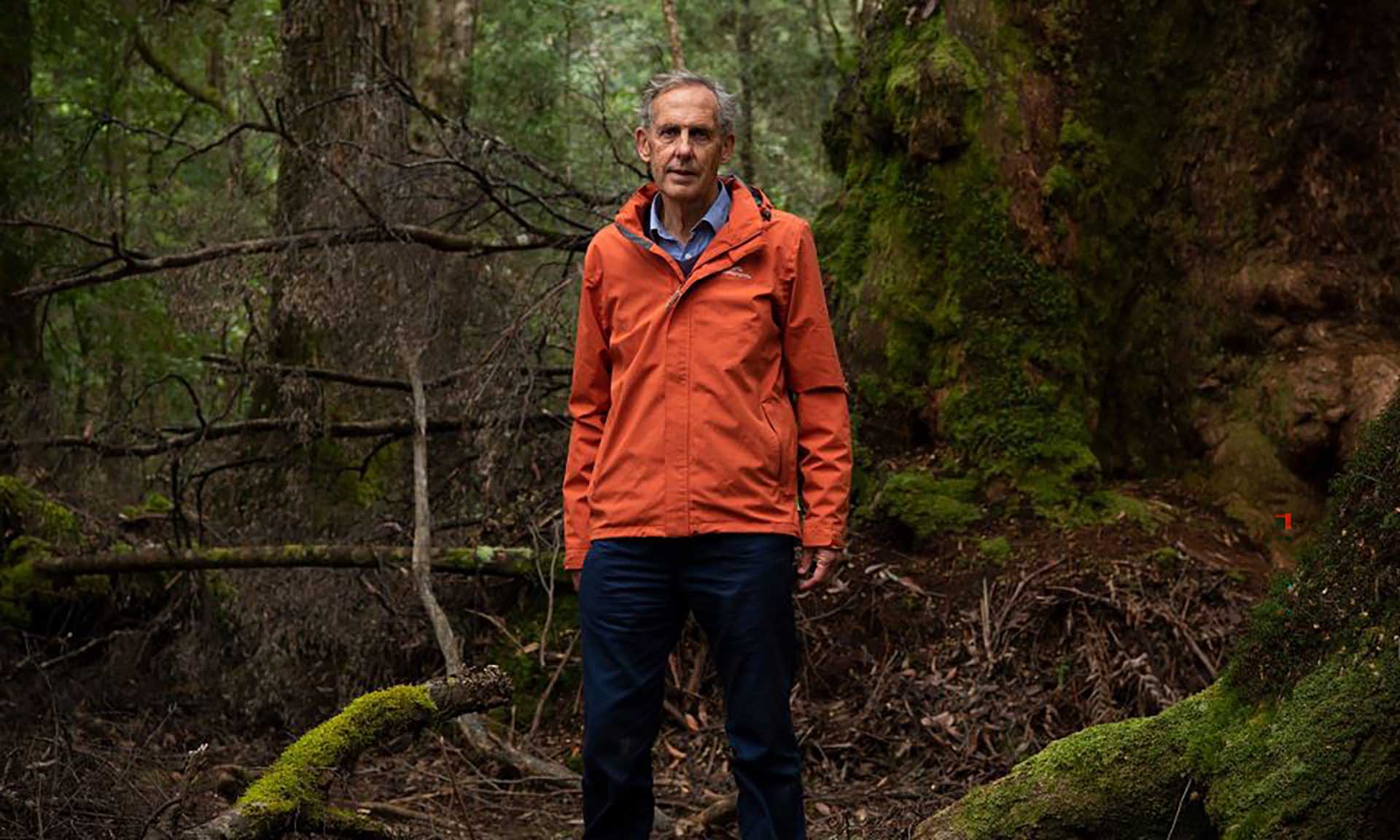 Person standing in a mossy rainforest