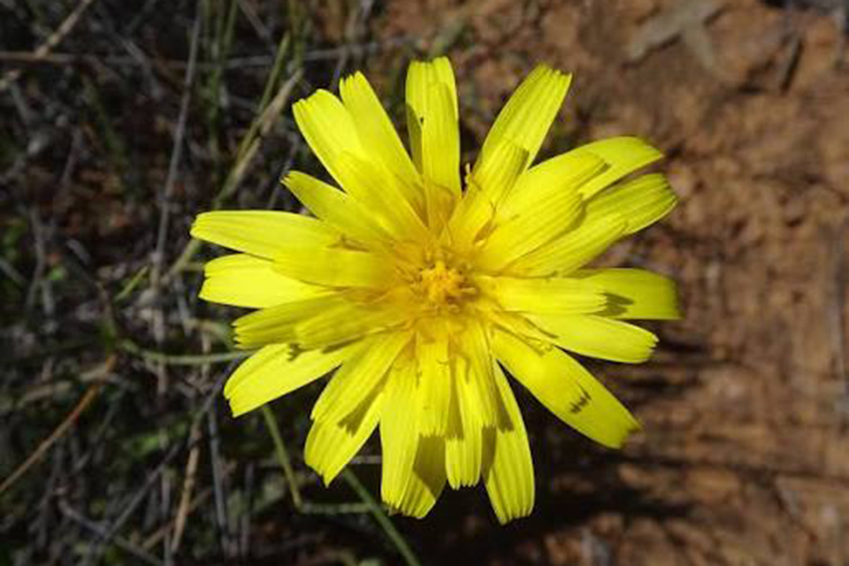 Reciprocity and Regeneration: Lessons from the Murnong
