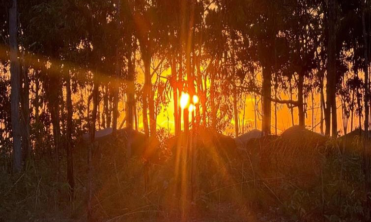 Sunset glowing through a stand of trees over a grassy landscape. 