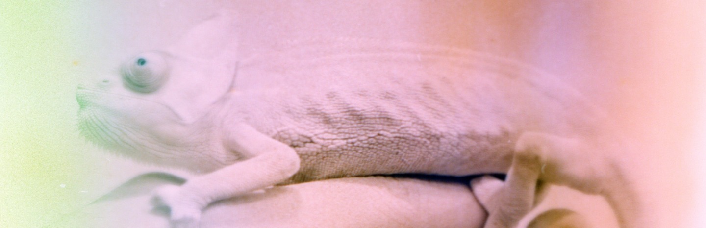 A zoomed in photograph of a chameleon sitting on a hand. The photograph has a pink and green colour gradient overtop.