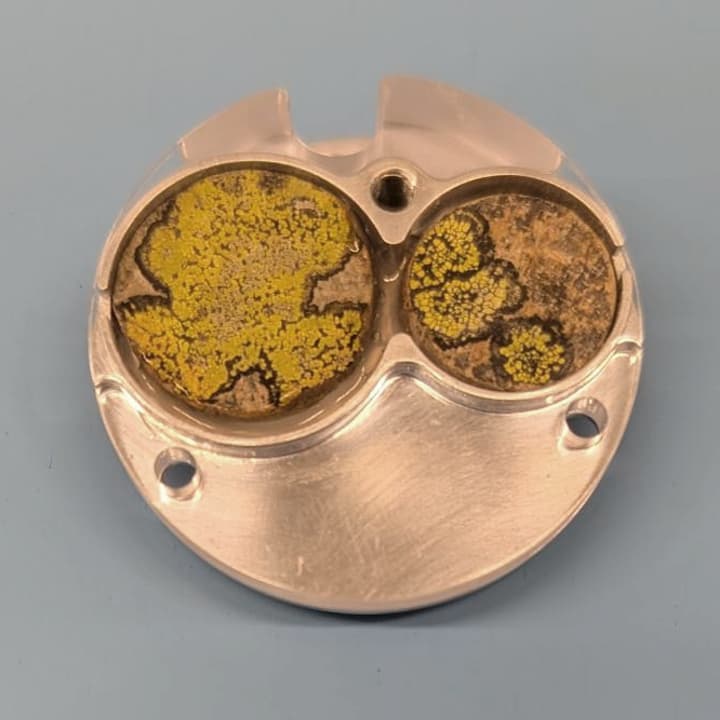  Close-up photograph of a test item of the ALEPH-1 Biological Module Scaffold comprising two circular cells, each holding a sample "tablets" of the yellow-green lichen Rhizocarpon geographicum growing on a rock substrate. The left chamber shows a more uniformly bright yellow-green thallus with some dark lines, while the right chamber displays a patchier appearance with larger areas of brown-black substrate visible. The alloy housing of the module is visible around the cells, with mounting holes and a small 3 mm cavity intended to hold seeds. The photo is taken against a plain light-blue background