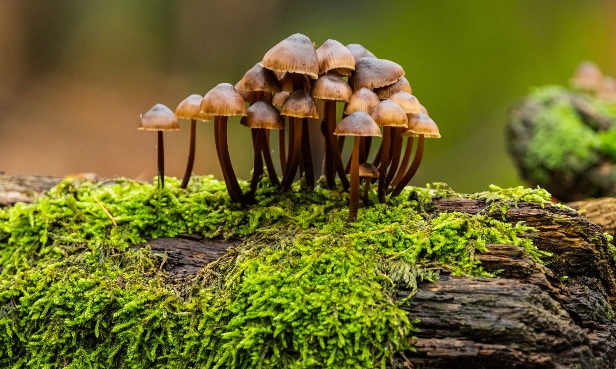 Wild mushrooms in forest