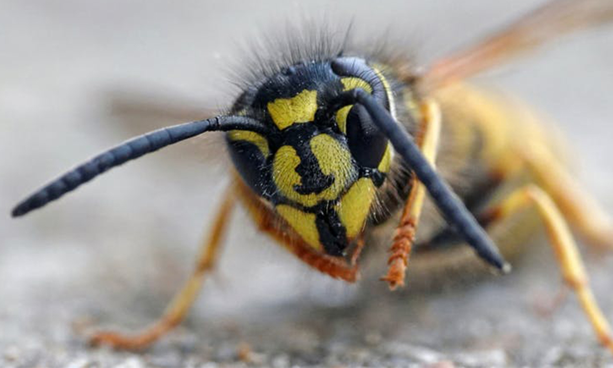 Wasp