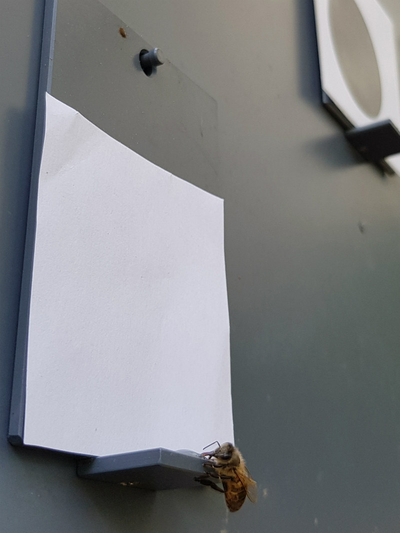 Trained to pick the lowest number out of a series of options, a honeybee chooses a blank image, revealing an understanding of the concept of zero.