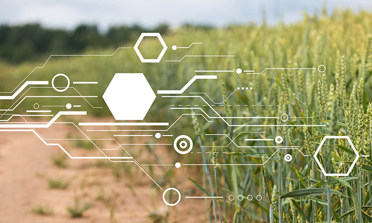 Wheat field with digital graphics overlay illustrating agricultural technology and innovation.