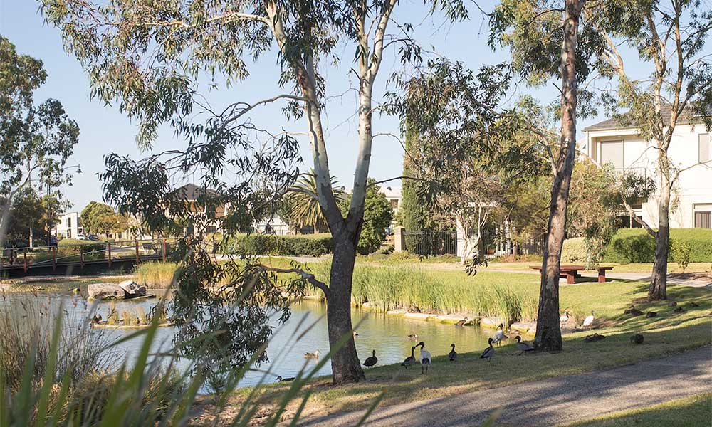 Lake and trees in residential area