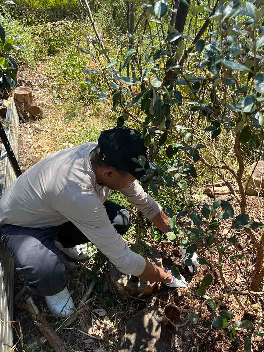 People planting native plants in Eltham.