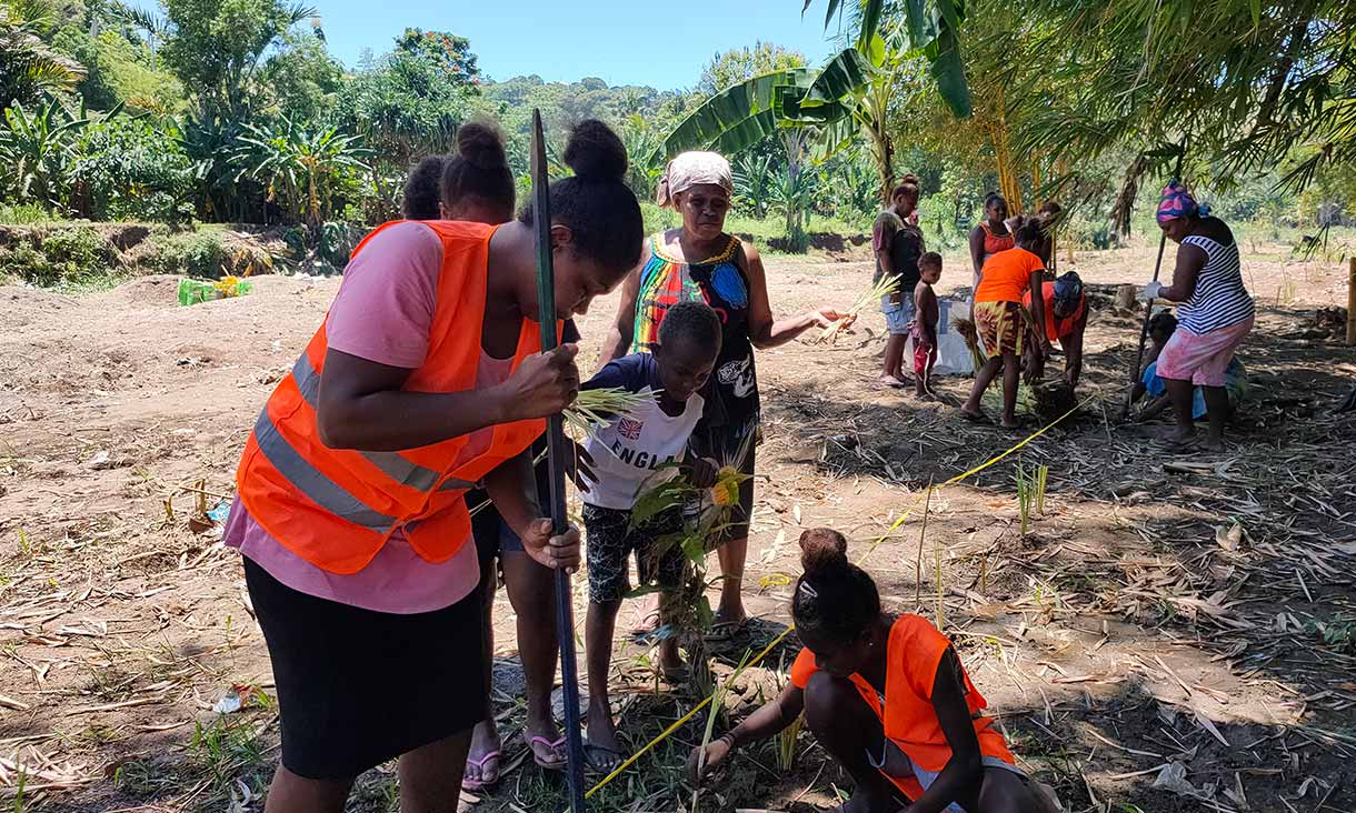 Vetiver grass planting and  bamboo replanting on the riverbank