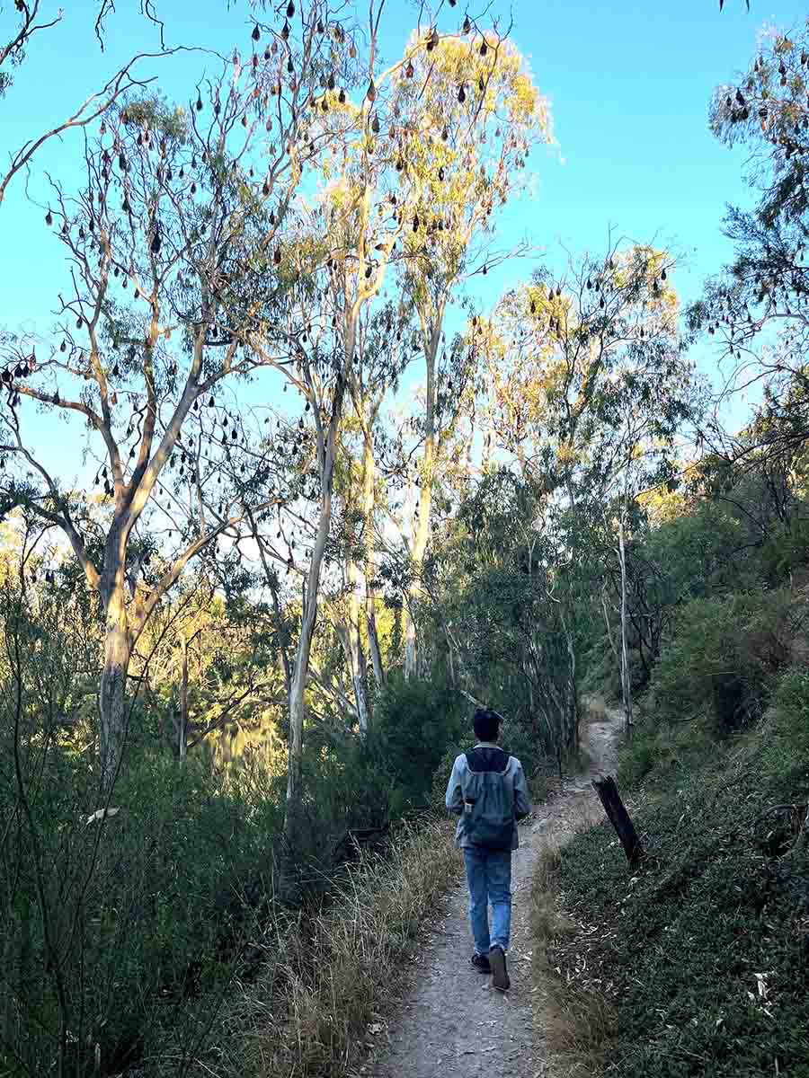 People watching for flying foxes in the bush.