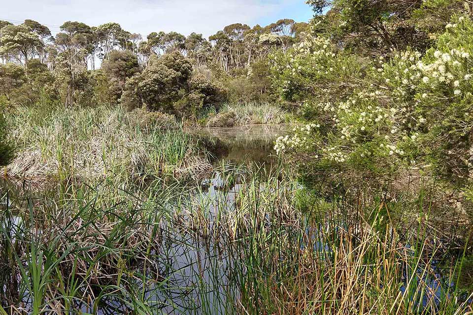 A wetlands with trees around it