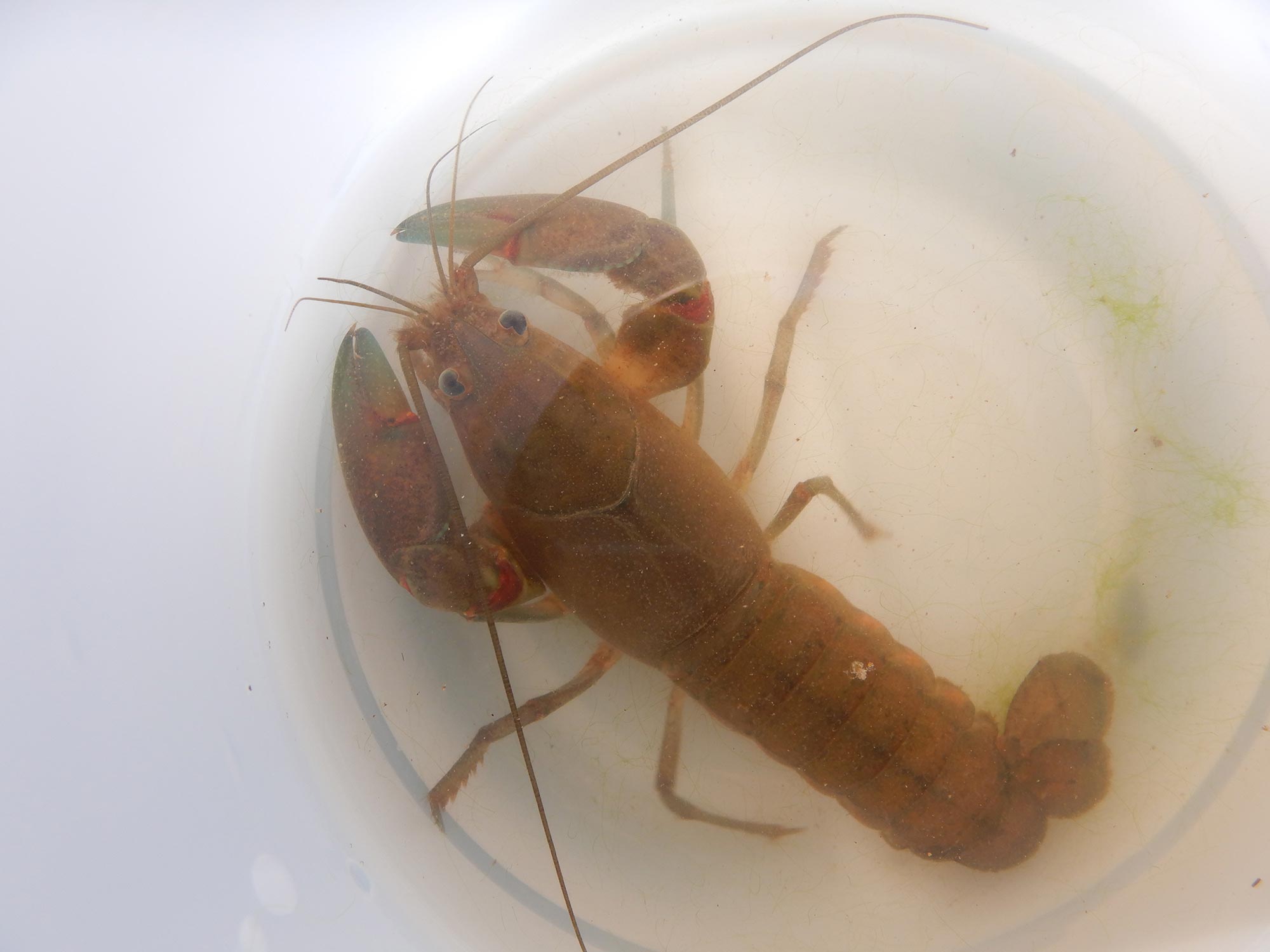 A close-up of a yabbie
