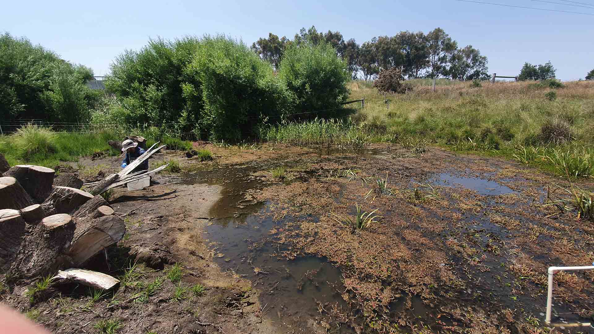 Campaspe River with a tree trunk