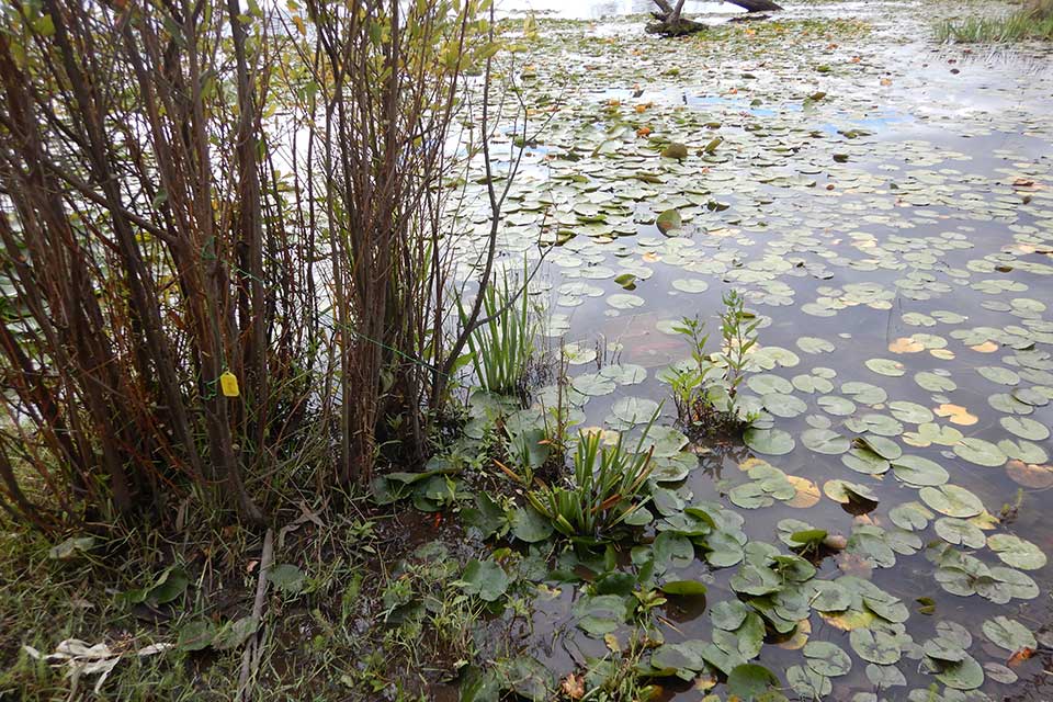 Lilypads in the water