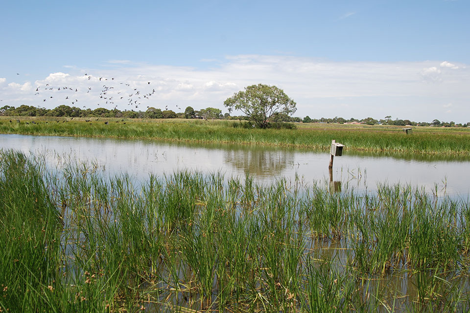 Seaford Wetlands with birds flying above