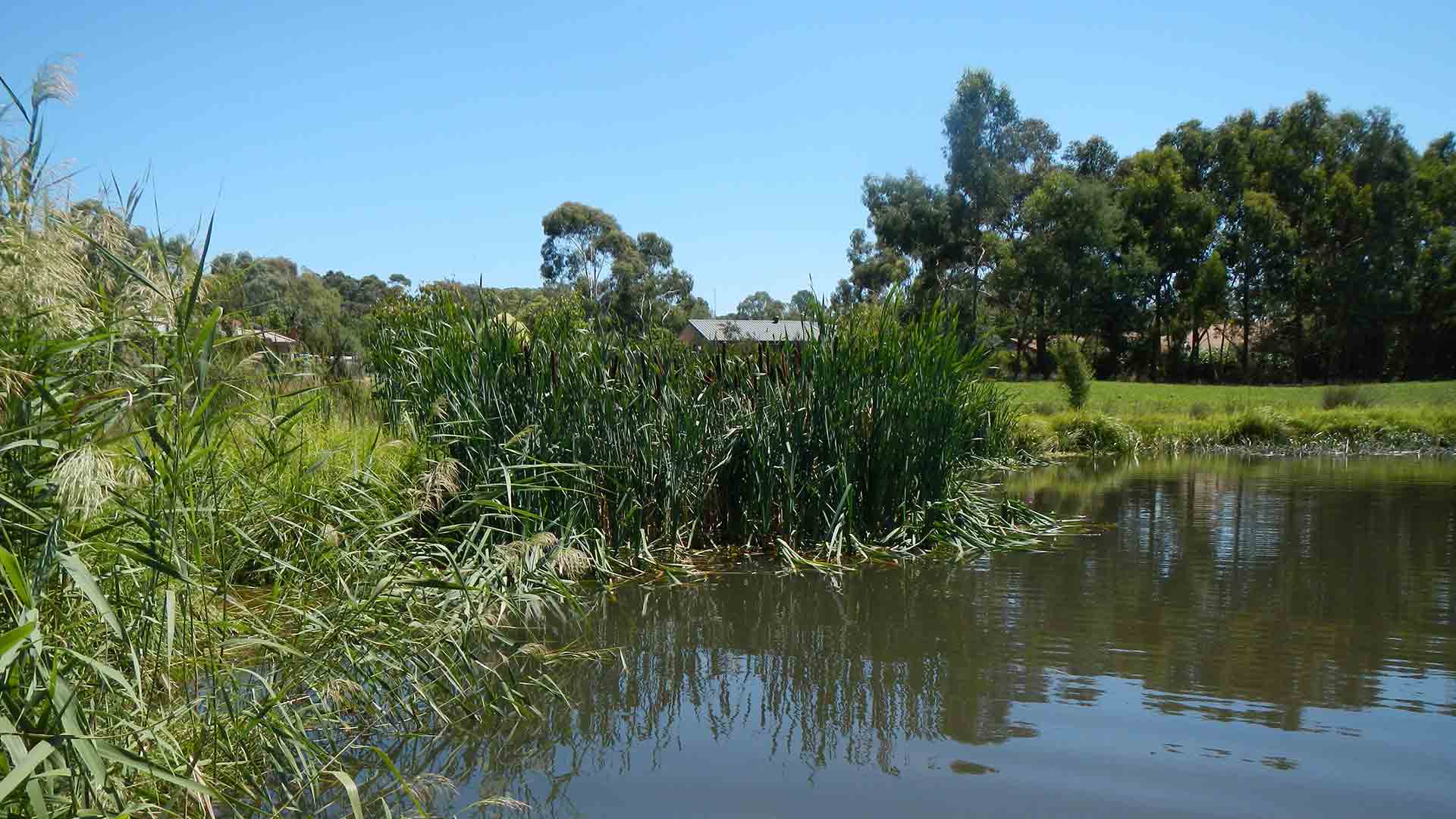 A lake with vegetation around it and a building in the background