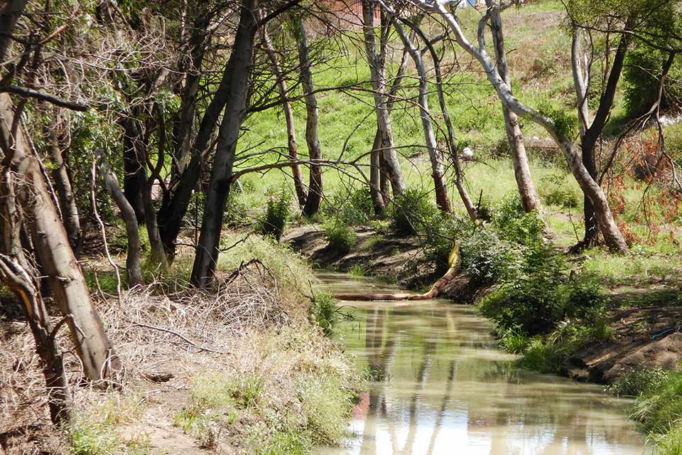 Stony Creek with trees either side