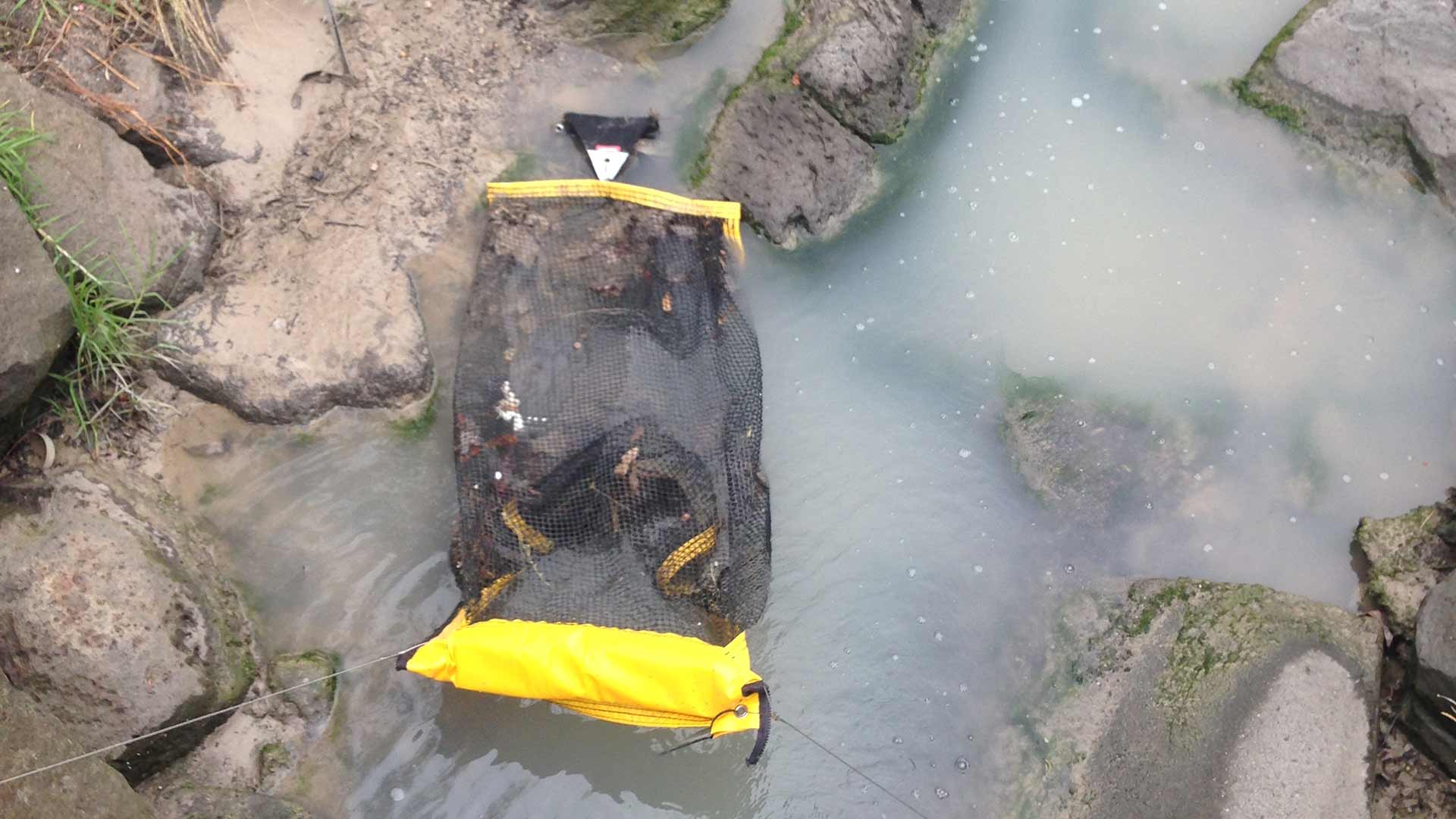 A litter net trap positioned downstream of a drain