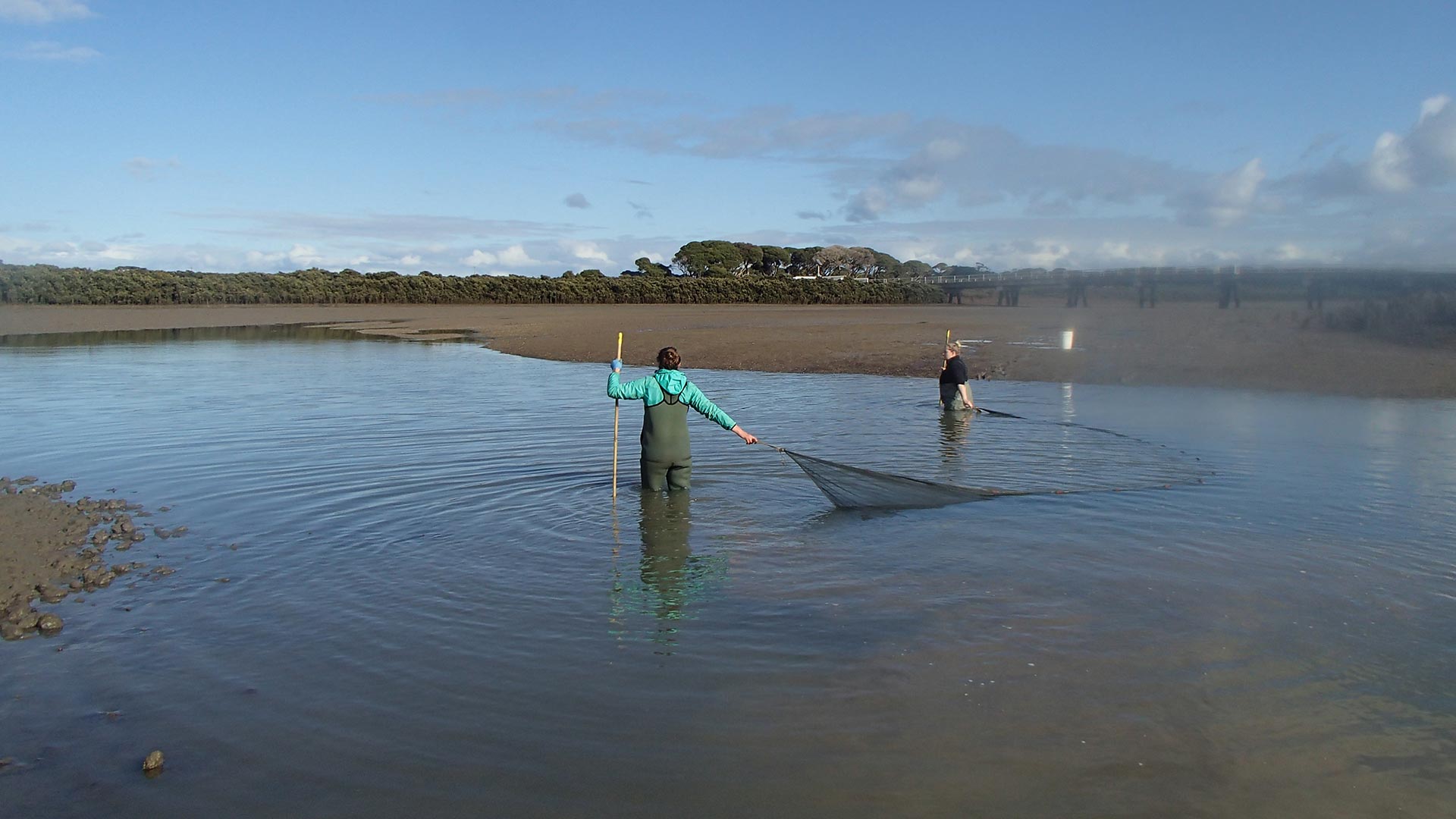 People casting a net into Western Port