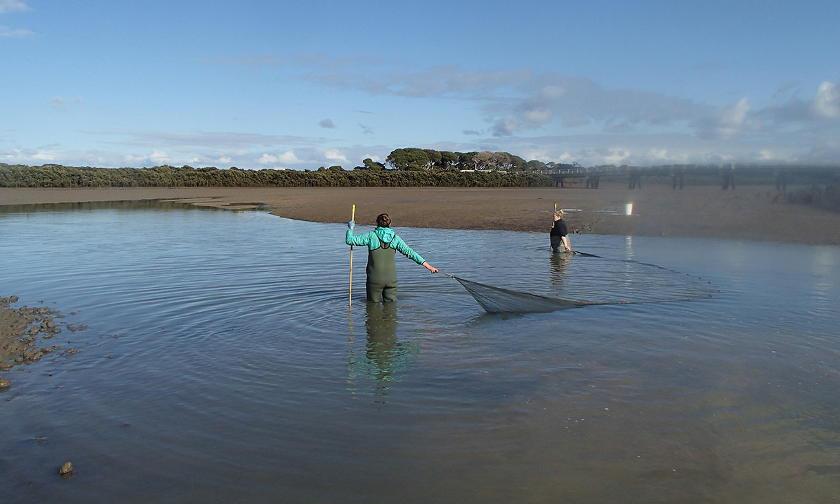 People casting a net into Western Port