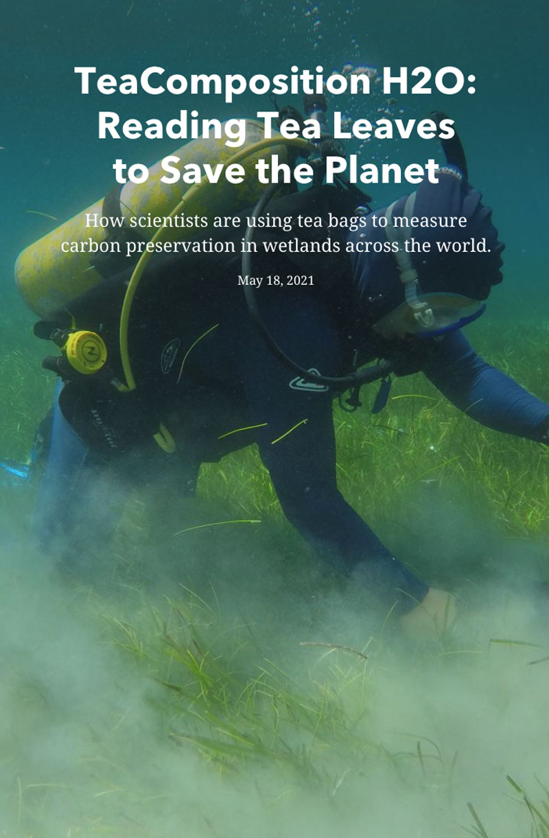 How scientists are using tea bags to measure carbon preservation in wetlands across the world