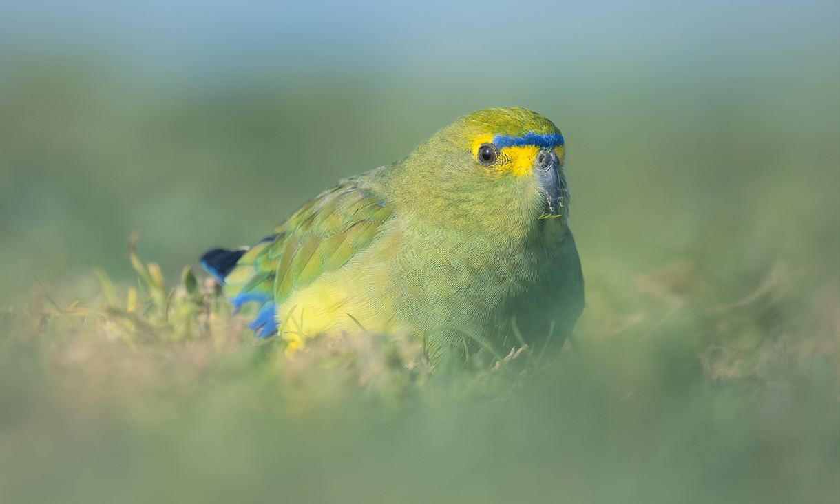 Blue-winged parrot