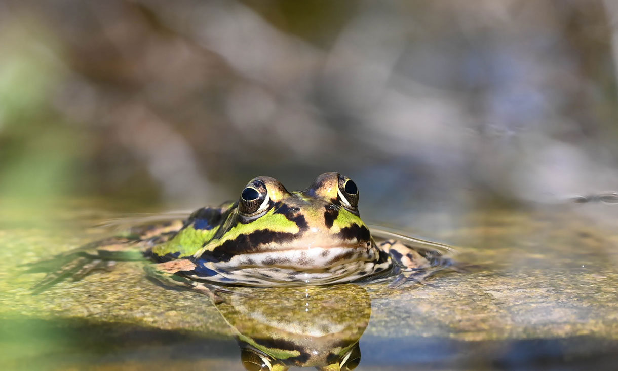 The Ripple Effect: a national project enhancing water security, biodiversity, and climate resilience in farms