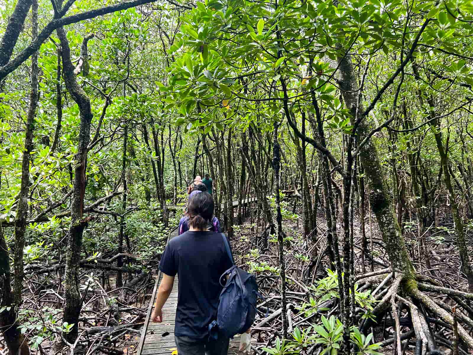 Participants walking on Yirrganydji Sea Country, followed by a creative workshop where different art forms were used to express connections to mangroves.