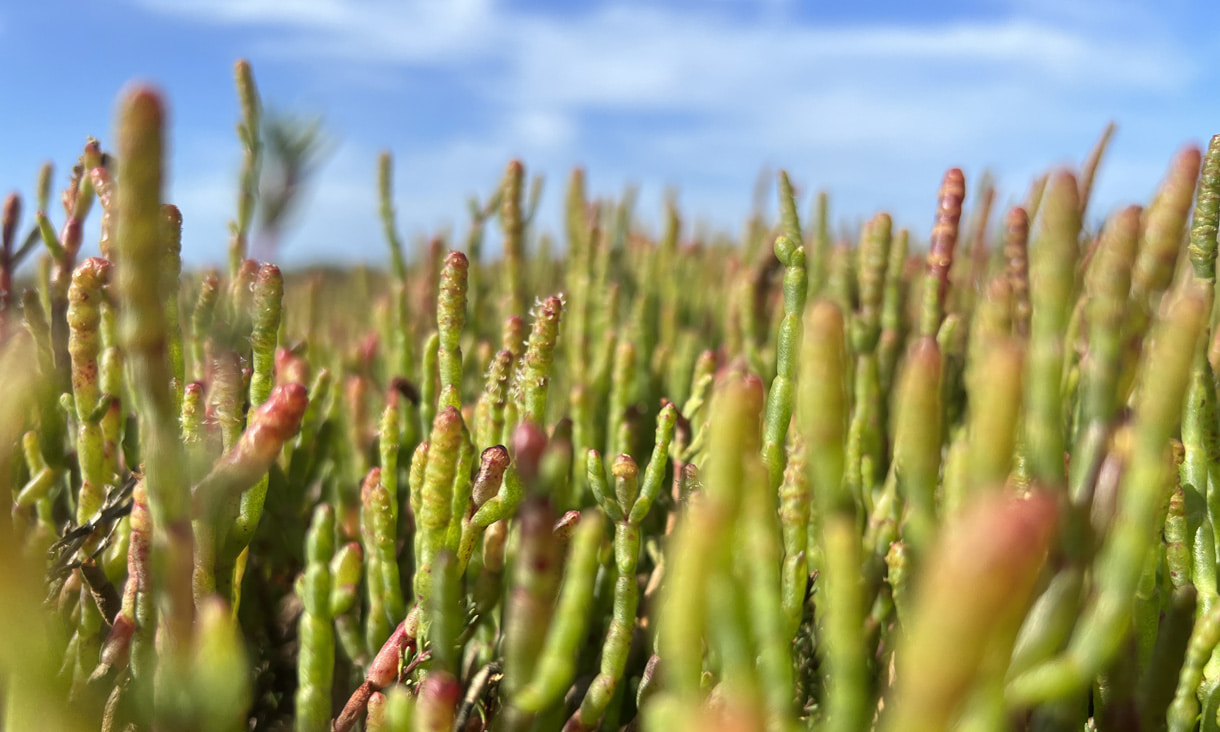 Climate-Smart Solutions for Agriculture, Restoration, and Carbon Innovation