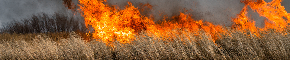 drn-grassfire-columnlink-960x200.jpg