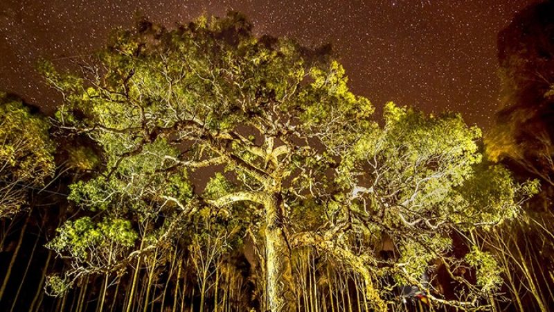 Trees with a night sky in the background.