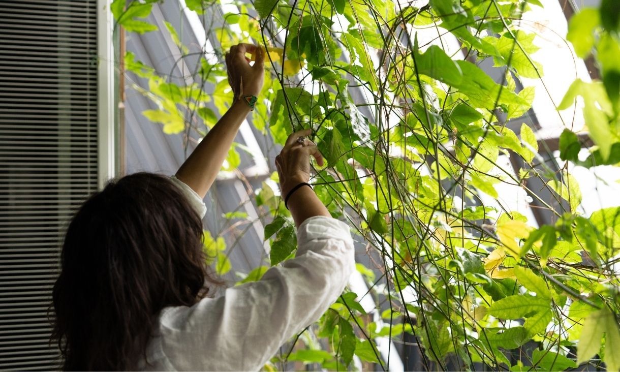 Person tending to vine