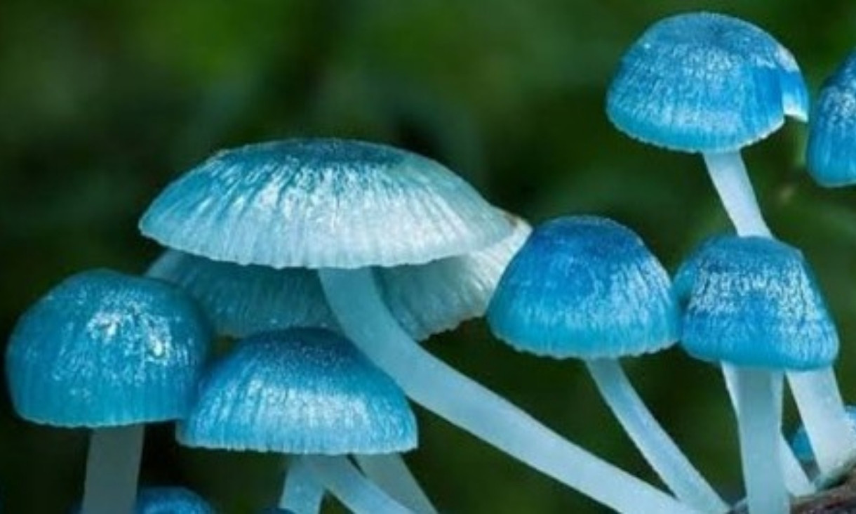 Blue fungi growing outside