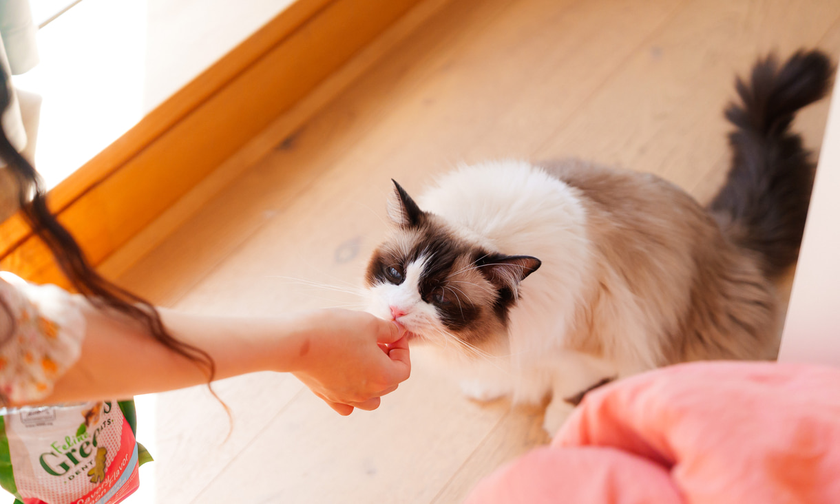 melodys-cat-mimi-1220x732