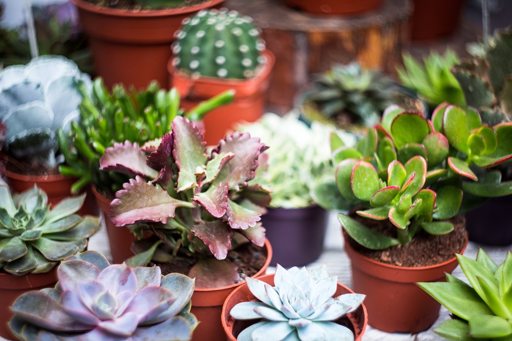 rusu pot plants 2.jpg