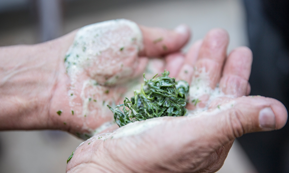 hands holding ceremonial mulched leaves