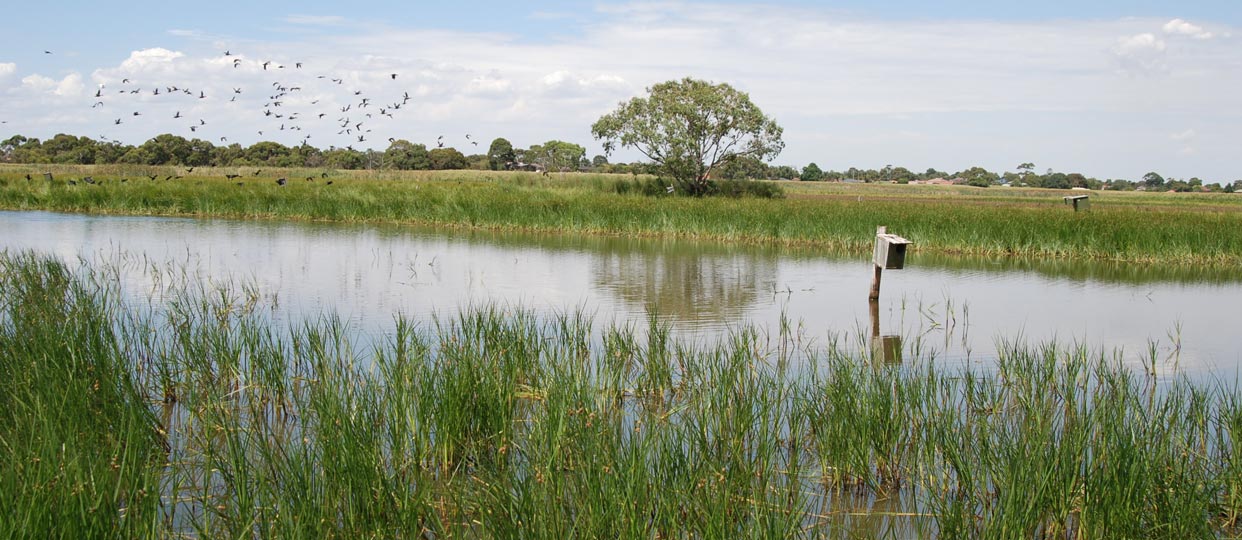  Wetlands video series