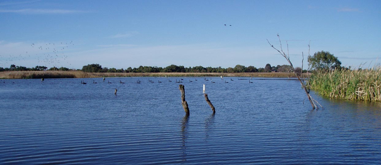 About the Edithvale-Seaford Wetlands