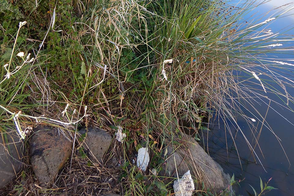 A waterway with plants next to it