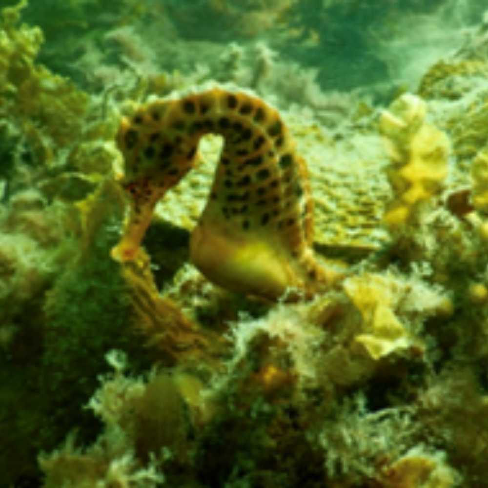 Seahorse