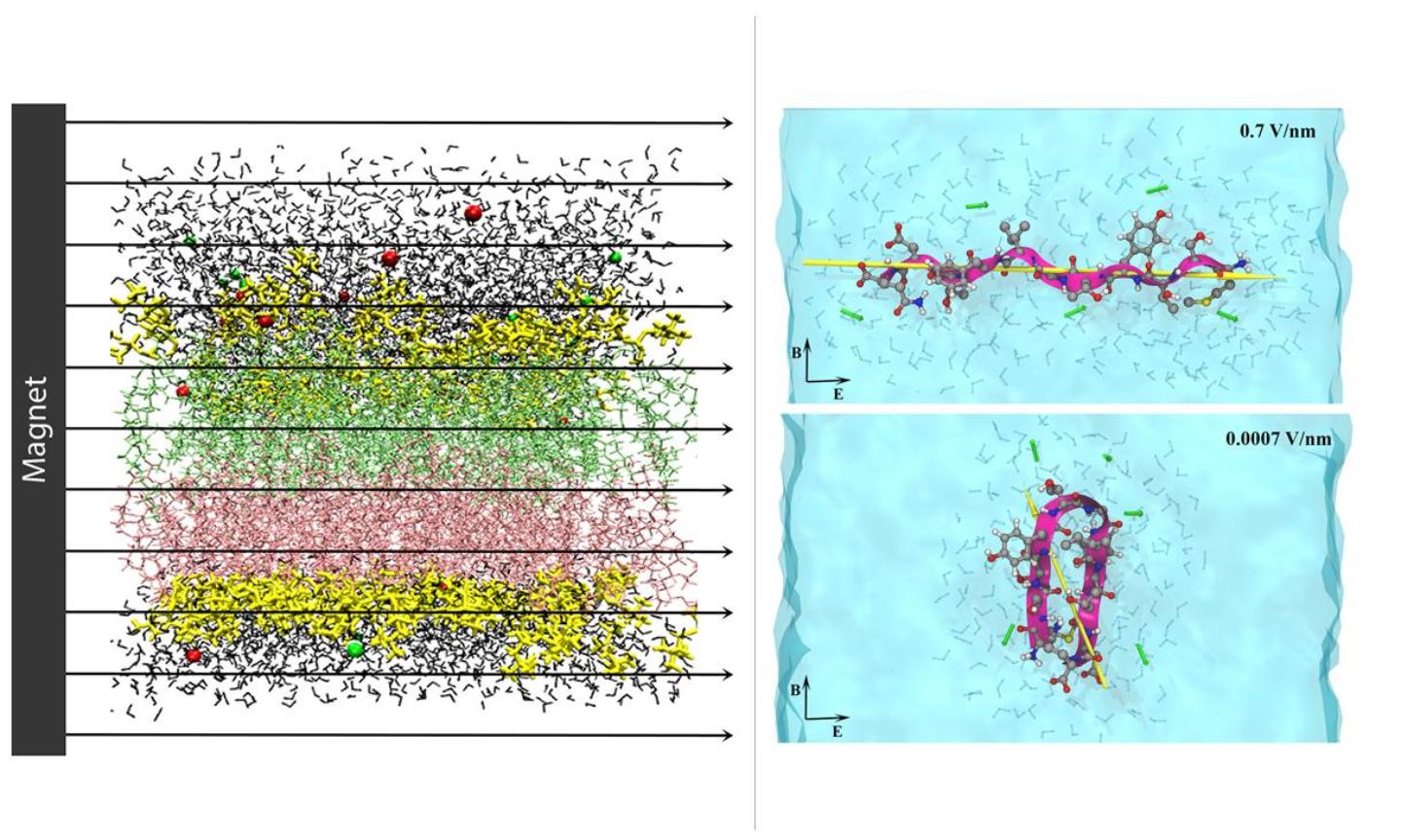 Molecular model of a lipid membrane in magnetic field (left); Peptide model in solution under electromagnetic field (right).